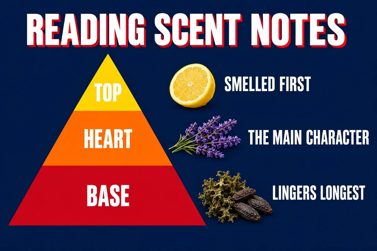 Infographic titled READING SCENT NOTES on a deep navy background. A pyramid is split into three bands: a yellow top band labeled TOP with the caption SMELLED FIRST and a cut lemon beside it, an orange middle band labeled HEART with the caption THE MAIN CHARACTER and a sprig of lavender, and a wide red bottom band labeled BASE with the caption LINGERS LONGEST beside a curl of oakmoss and a few tonka beans.